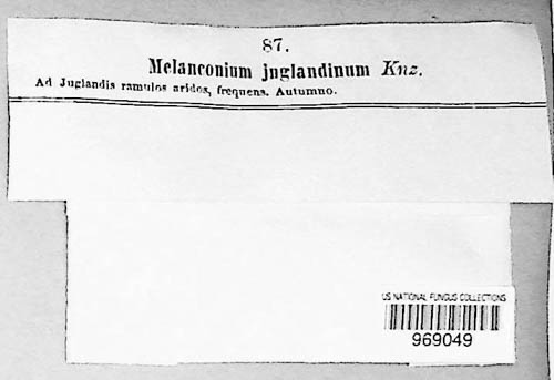 Juglanconis image